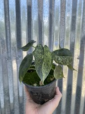 #39 Alocasia Dragon Scale