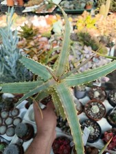Aloe arborescens variegata