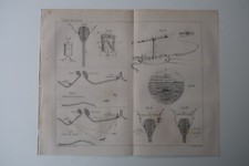 Stampa antica-SILURO-MARINA