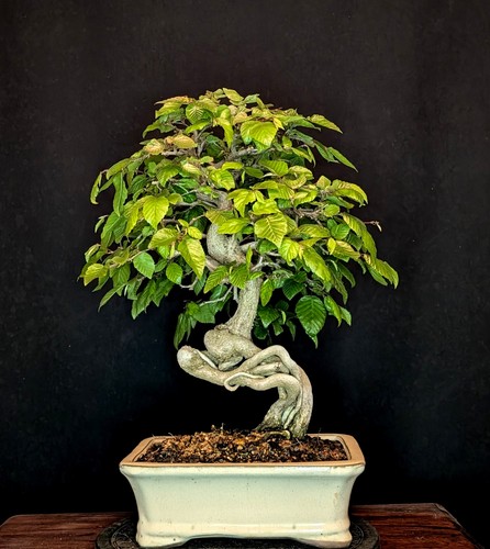 Bonsai carpino coreano - bonsai,