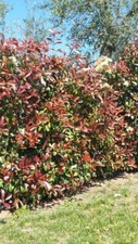 5 PZ Pianta di Photinia Red Robin Pianta Photinia da Siepe vaso 7 fotinia - 5 PZ