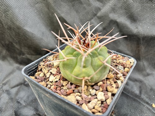 Gymnocalycium armatum vivaio - -,