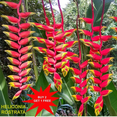 Heliconia rostrata zenzero - heliconia, /