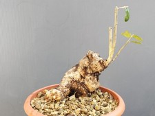 Bonsai Olivastro 20cm h In
