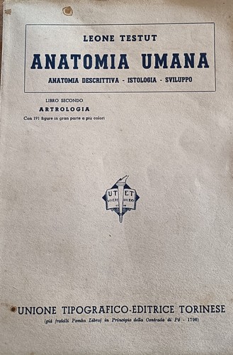 Anatomia umana leone - anatomia, umana-leone