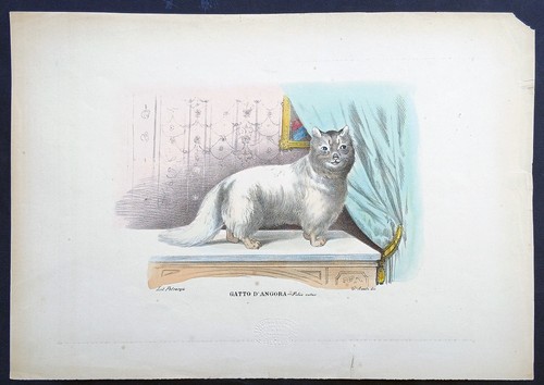 Stampa antica petraroja gatto - stampa,
