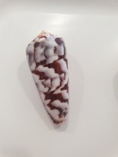 CONU GUBERNATOR   RARE PATTERN    !!