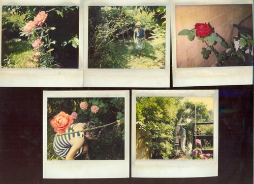 Polaroid lotto di 5 - lotto,