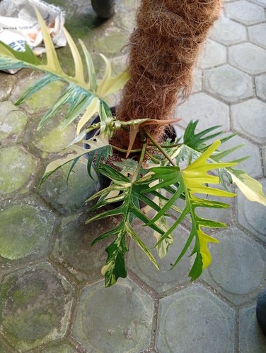 philodendron florida beauty
