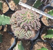 Uebelmannia pectinifera WYSIWYG giardino innestato