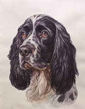 Quadro acquerello cane inglese