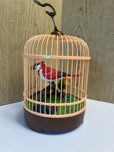 Uccellino cardinale cantato - cardinale,