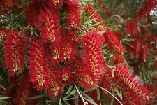Spazzola per bottiglie piangenti - Callistemon viminalis - 25+ semi - BELLO e BELLO! W 033