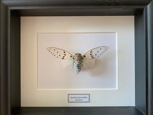 Vera cicala bianca - ,