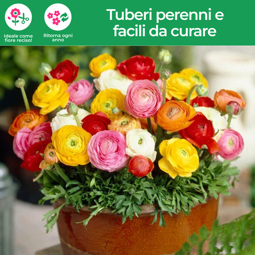 Bulbi ranuncoli mix di 5 - bulbi,
