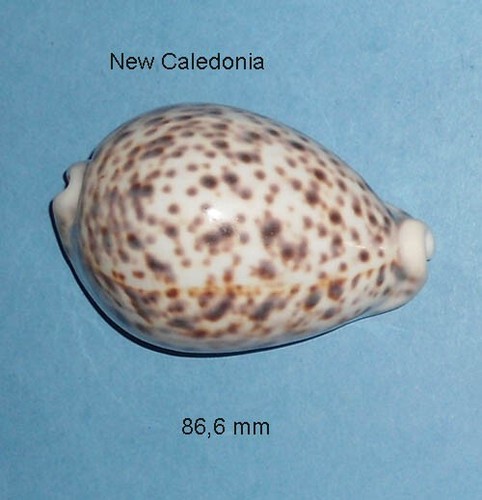 Cypraea tigris pardalis - tigris,