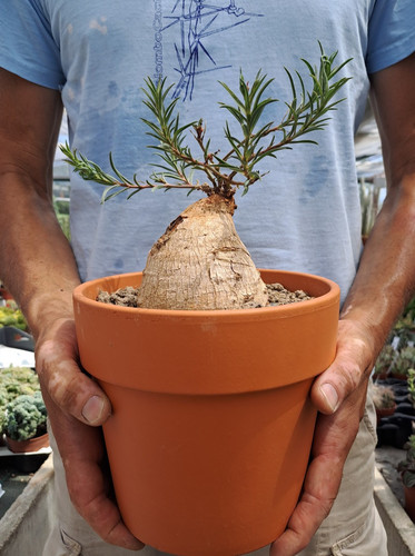 Euphorbia trichadenia rsa - euphorbia, (rsa