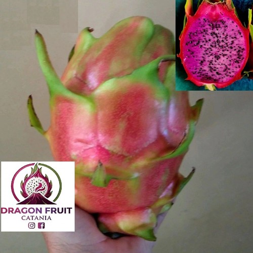 Talea pitaya frutto - di, pitaya,