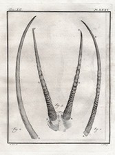 Gazelle Gazelle Corna Caccia
