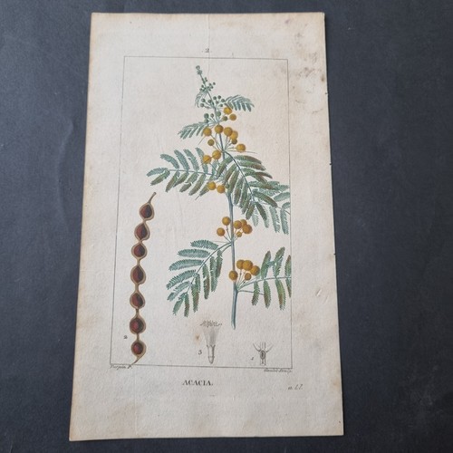 Incisione botanica xix secolo - incisione,