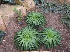 MANGAVE BAD HAIR DAY (3L) - 