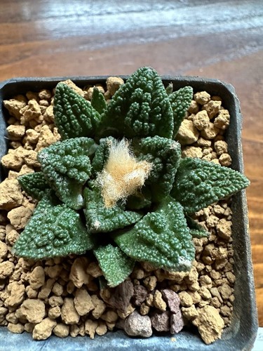 Ariocarpus hintonii own - hintonii,,