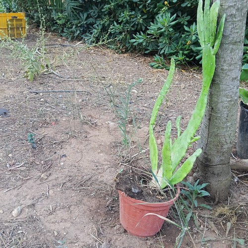 5pz pianta grassa - 5pz,