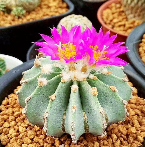 Pianta cactus succulenta - cactus,