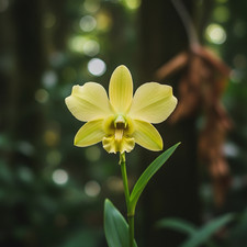 Bauhinia Tomentosa – 10 Semi