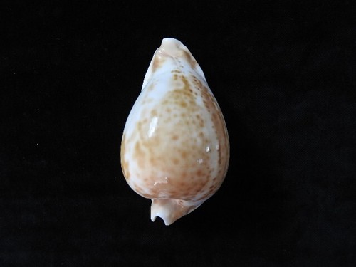 Sea shell cypraea hesitata - sea,