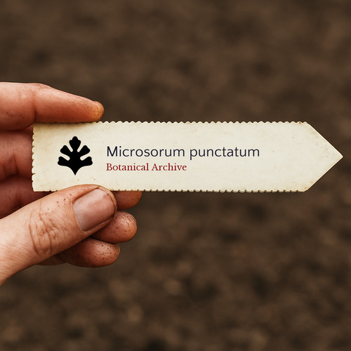 Microsorum punctatum seeds - punctatum,