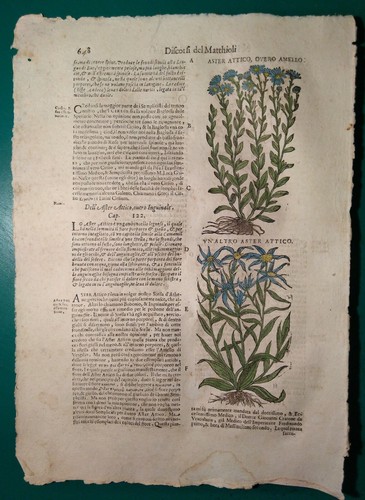 Stampa antica erbario mattioli - erbario,