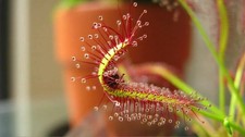DROSERA CAPENSIS "GIANT FORM"