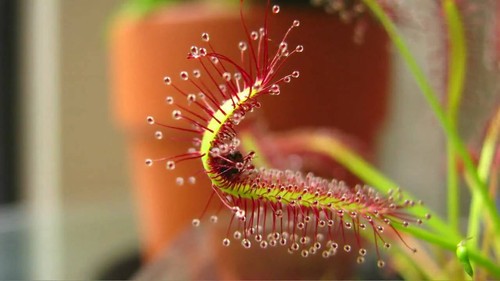 Drosera capensis giant form - capensis, form"