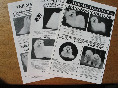 Maltese toy dog breed - dog,