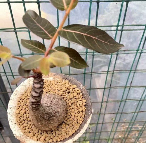 Vendita rara pianta cactus - di,