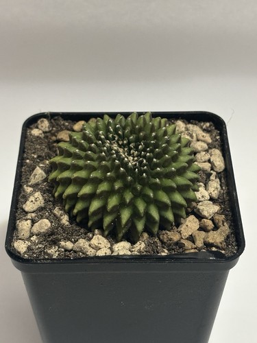 🌵Gymnocalycium mihanovichii