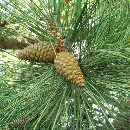 Seeds black pine - black,