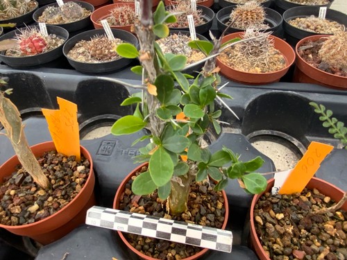 254 fouquieria macdougalii - fouquieria,
