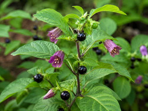 Atropa belladonna - 🌱,