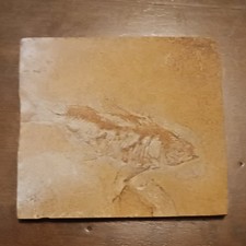pesce fossile su lastra di