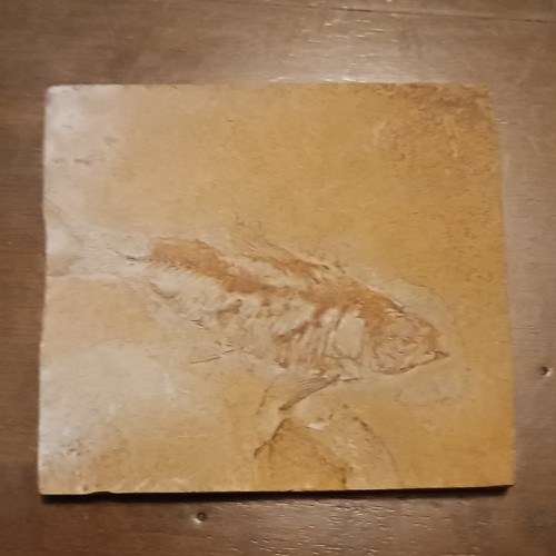 Pesce fossile lastra - pesce,