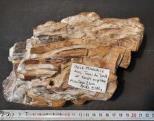 collection fossile Rare Bois