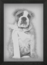 Bulldog inglese cucciolo 2 un