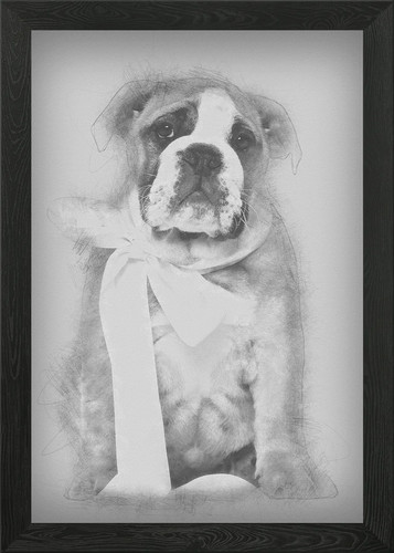 English bulldog puppy - english, 2
