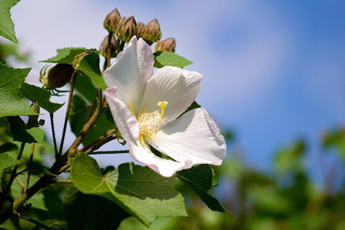 Semi hibiscus makinoi - semi,