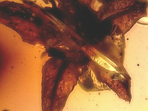 Rare mexican chiapas - rare, miocene