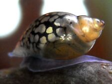 60 Physa + 10 planorbarius