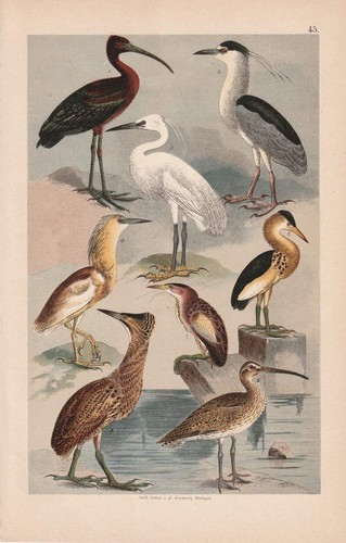 C1870 reiher schopfreiher - reiher,