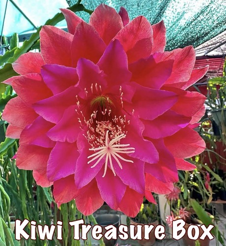 Epiphyllum kiwi treasure box - -kiwi,
